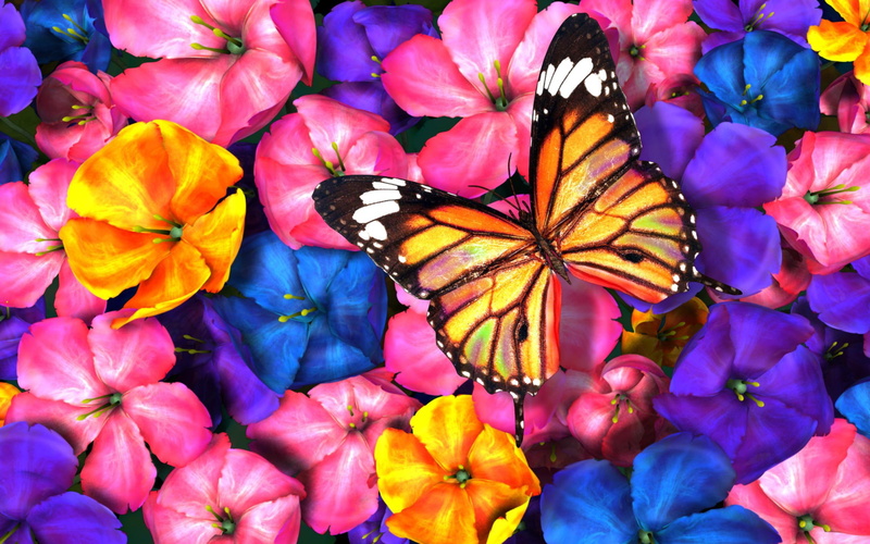 3d, love, spring, animals, butterflies, pretty, sweet, lovely, summer, chic, colorful, 2K, wow, splendor, abstract