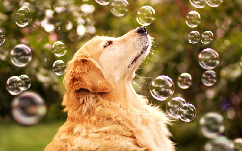 coated, 1080P, medium, pretty, puppy, animals, beautiful, bubbles, sweet, lovely, puppies, playful, brown, dog, beauty, dog face