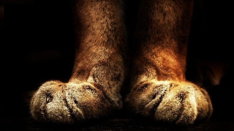 face, beau, 1080P, animals, sweet, cute, paws, kitten, lovely, kitty, pretty, sleeping, cats, cat face