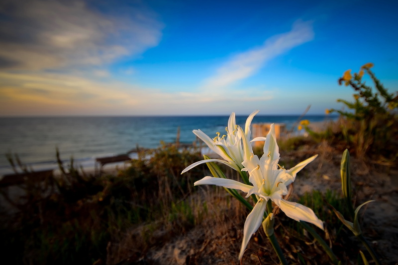 nature, 2K, sunset, photography, Pancratium maritimum, summer, Mediterranean, white, flowers, Sigma, Nikon  D5100, plant, sea, capture, explore, beach