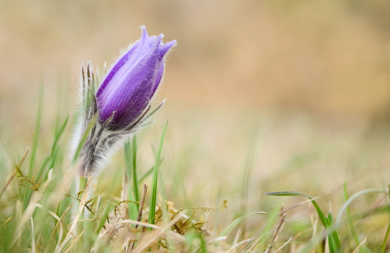 purple, close, nikon  nikkor, buttercup, outdoors, grass, common, pasque  flower, 4K, meadow, pasque flower, Pulsatilla vulgaris, springtime, wildflower