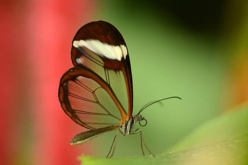 Greta oto, Netherlands, close-up, tilt shift photography, nature, white butterfly, Drenthe, Emmen, transparent, tilt, butterfly, Nikon  D5100, butterfly - Insect