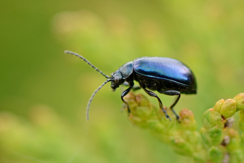 micro, Black beauty, beetle, animal, scarab Beetle, nature, leaf  beetle, wildlife, Nikon  D5100, black, 2K, green Color, weevil, leaf, invertebrate, green leaf