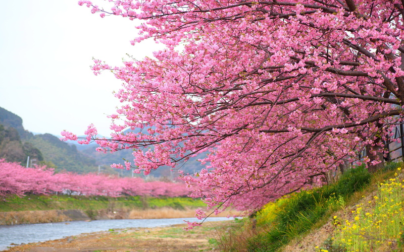 no people, landscape, hd, nature, kawazu, cherry, pink color, growth, springtime, desktop, tranquility, cherry tree, spring, day, japan, blossom