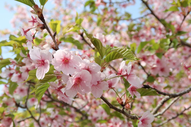 nature, flowering plant, pink color, flowers, pollen, 2K, cherry tree, vulnerability, beauty in nature, growth, bunch of flowers, wood, close-up, freshness
