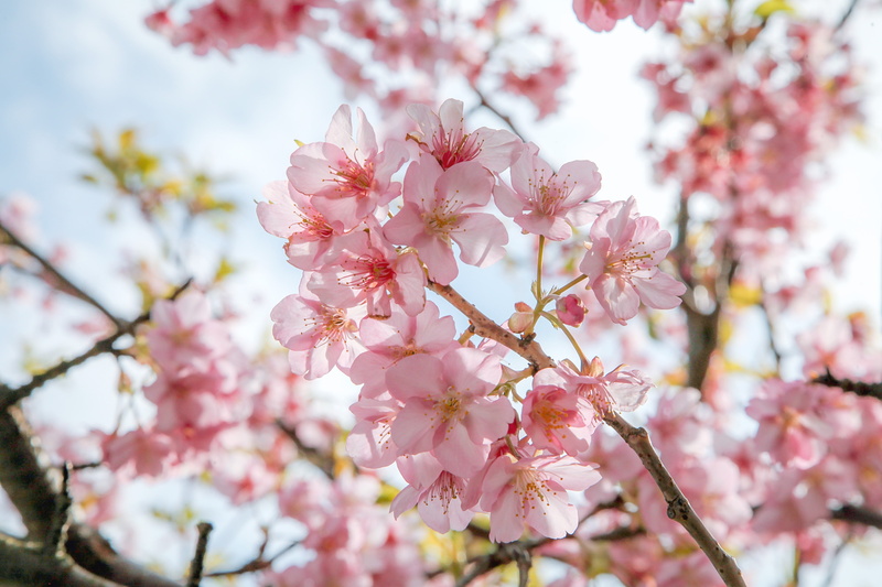 beauty in nature, inflorescence, day, natural, cherry blossoms, fragility, japan, vulnerability, cherry tree, nature, 4K, growth, tree, no people, petal