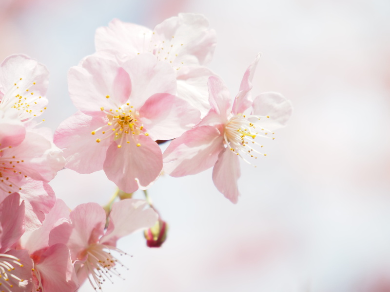 flowering plant, close-up, beauty in nature, spring, blossom, branch, cherry, flower head, bunch of flowers, pink color, selective, vulnerability, pollen