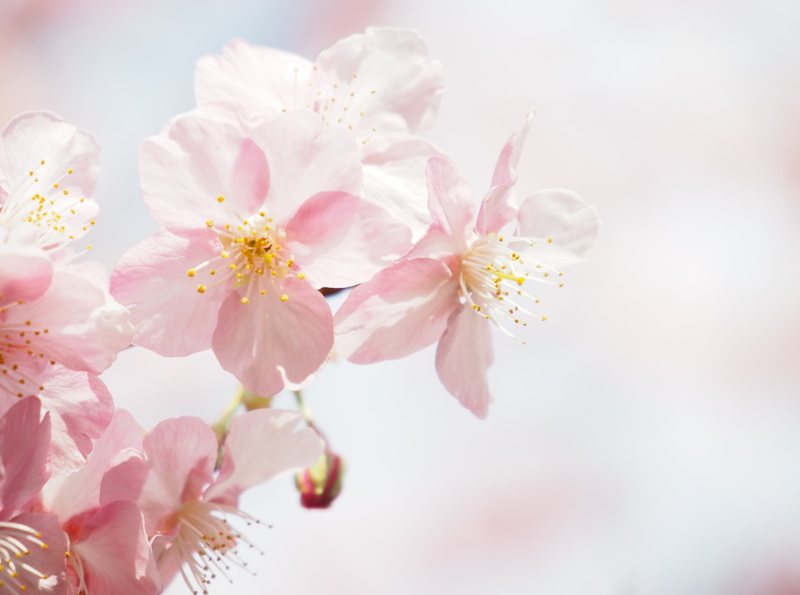 outdoors, flower head, cherryblossom, blossom, flowering plant, pink color, Cherry, kawazu, fragility, close-up, vulnerability, Spring, 4K, Flowers, growth