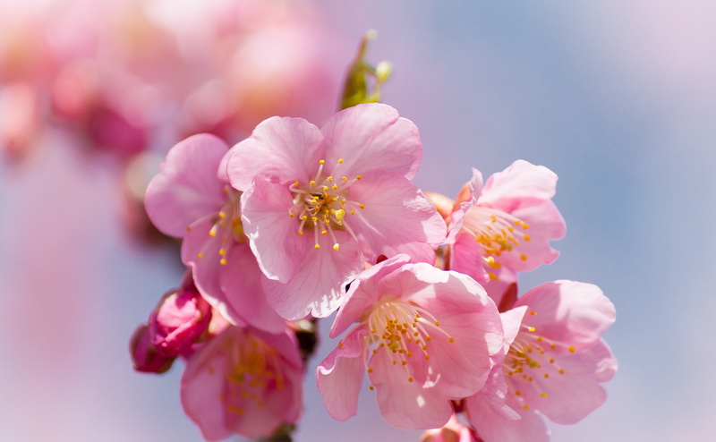 nature, beauty in nature, kawazu, pink color, aichiprefecture, vulnerability, waiting, growth, fragility, Cherry, Lightroom, ready, Seasons, Mikawa, Pink