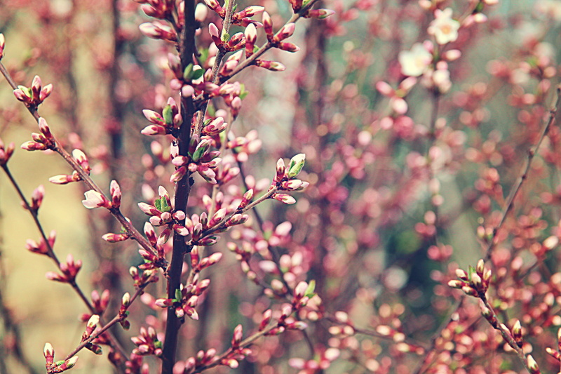 bloom, blossom, outdoors, spring, весна, flowers, sakura, growth, fragility, 5K, beauty in nature, springtime, plant, tree blossom, blooming, buds, freshness