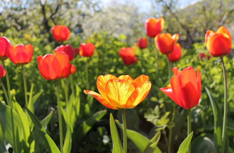 flowers, солист, цветы, flora, spring, plants, tulips, весна, beauty, желтый, sunlight, тюльпаны, yellow, солнце, nature, red, 4K, morning