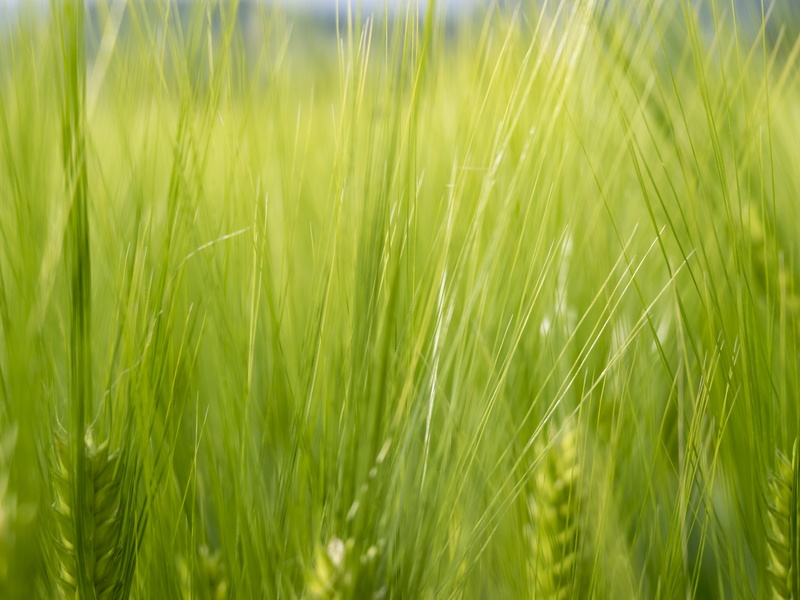 lombardia, fiore, italy, italia, outdoors, brescia, m1, printemps, field, ربي, Frühling, plant, franciacorta, leonessa, growth, spring, زهر, ردي, close-up