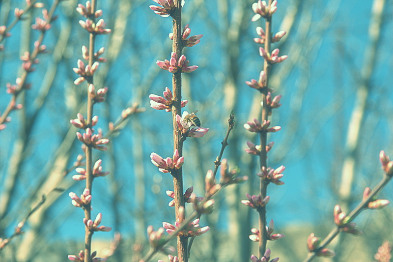 миндаль, focus on foreground, beauty in nature, fragility, pine tree, flowering plant, цвет, vulnerability, tree blossom, pink, plant, нью-йорк, миндаль в цвету