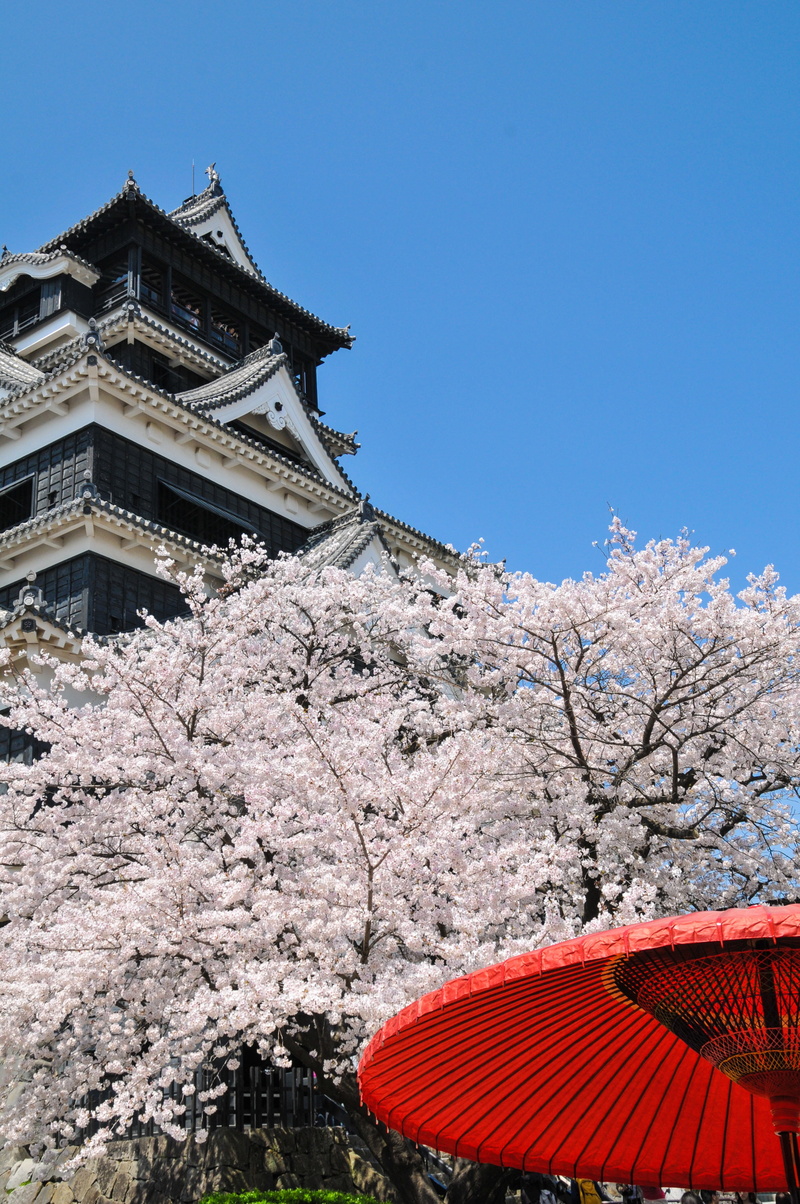 cultures, springtime, history, castle, low angle view, japan flower, outdoors, clear sky, china - East Asia, japan, 4K, built structure, architecture