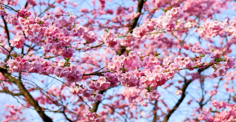 outdoors, o, bud, plant, japanese culture, cherry blossom, japanese cherry, low angle view, tree, fragility, growth, nature, flower, freshness, flower head