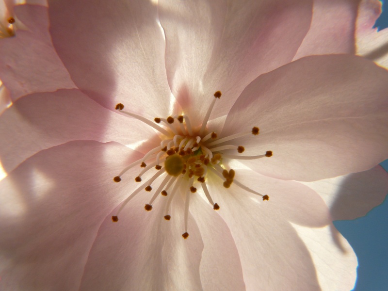 tree, oriental cherry, vulnerability, freshness, close-up, single Flower, softness, pollen, fragility, macro, spring, outdoors, ornamental plant, growth