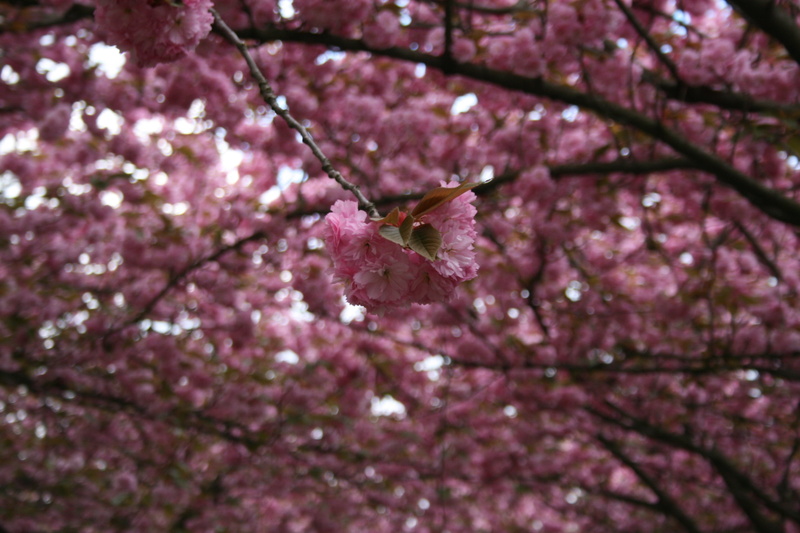 spring, pink color, vulnerability, invertebrate, animal wildlife, beauty in nature, cherry blossom, purple, branches, freshness, animal, animal themes