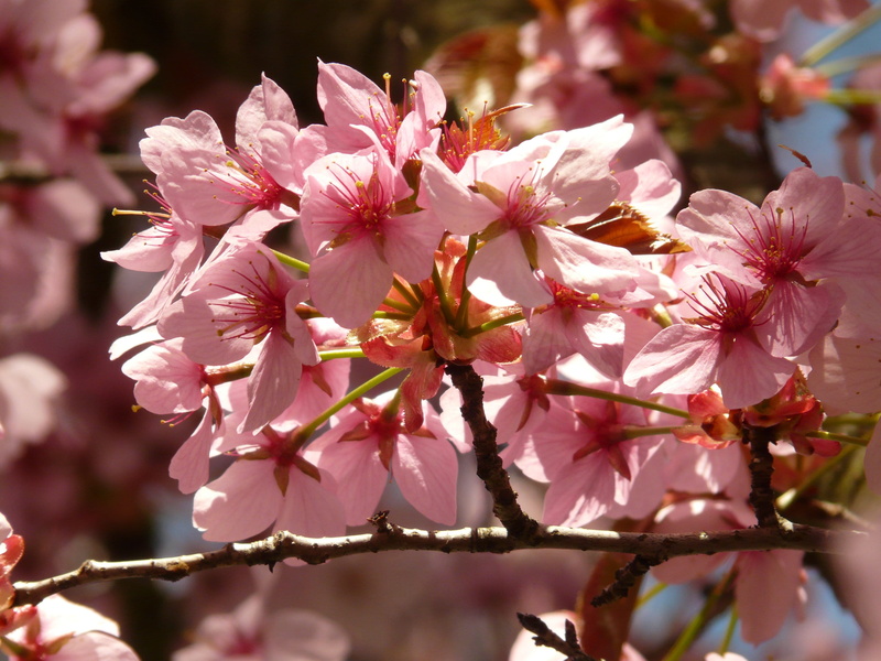 Bloom, beauty in nature, ornamental plant, pollen, growth, 2K, fragility, blossom, vulnerability, pink, cherry tree, ornamental cherry, freshness, east asian cherry