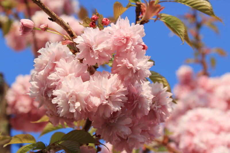 5K, japanese flowering cherry, bunch of flowers, flower head, outdoors, day, grannenkirsche, east asian cherry, plant, flowering twig, cherry blossom