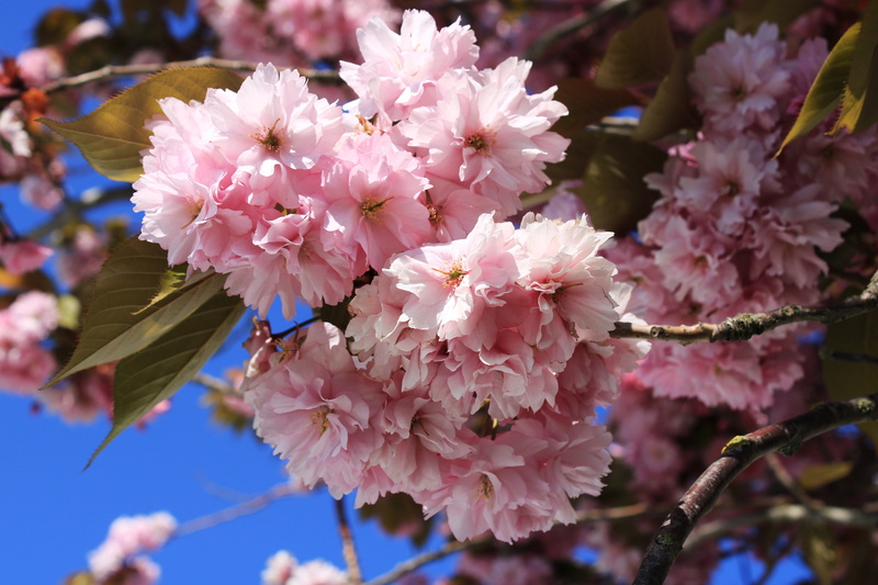 inflorescence, cherry tree, no people, flowering twig, flowering plant, freshness, prunus, japanese cherry, plant, oriental cherry, springtime, cherry blossom