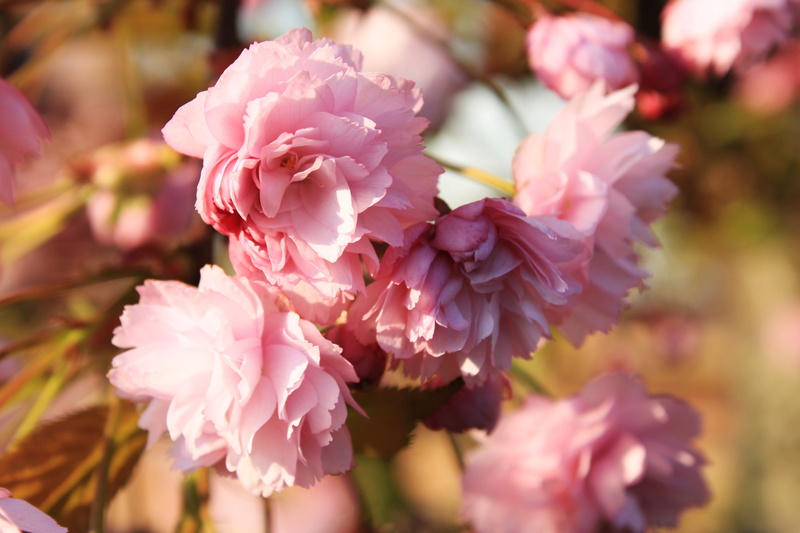 beauty in nature, pink color, bloom, japanese flowering cherry, pink, selective focus, smell, japanese cherry, prunus serrulata, tree, day, close-up, spring