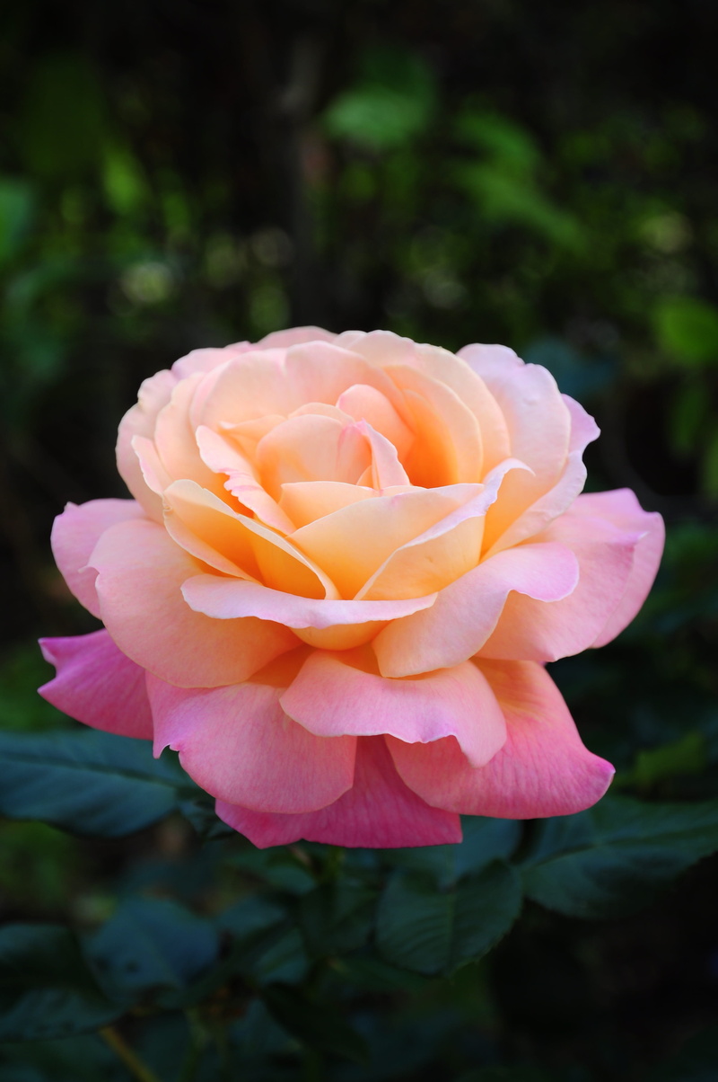 pink gardenia, rubiaceae family, flower head, Rubiaceae, petaled, beauty in nature, vulnerability, Pink, photo, nature, flowering plant, focus on foreground