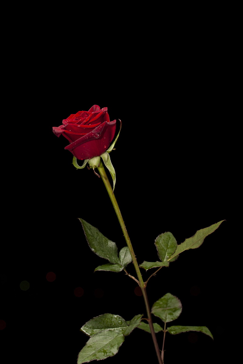 male, red, love, wedding, honeymoon, offer, close-up, february, nature, flowering plant, outdoors, 2K, black background, rose, symbol, flower head, woman