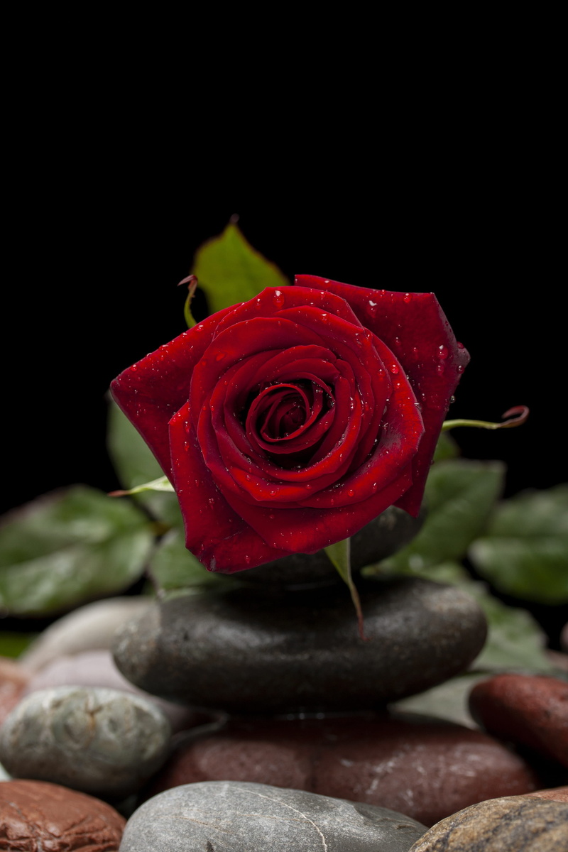 focus on foreground, wedding, male, plant, celebration, gift, rose, family, romance, emotion, flower arrangement, offer, black background, pebble, 14, petal