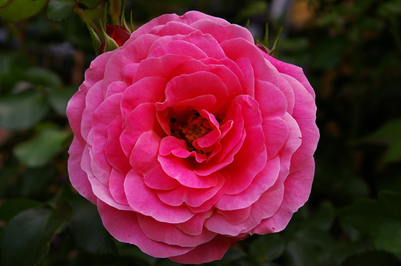 closeup, bud, open rose, plant, rose family, bloom, nature, leaf, summer, rose, no people, fragility, flower head, petaled, flowers, fragrance, flora, birthday flowers