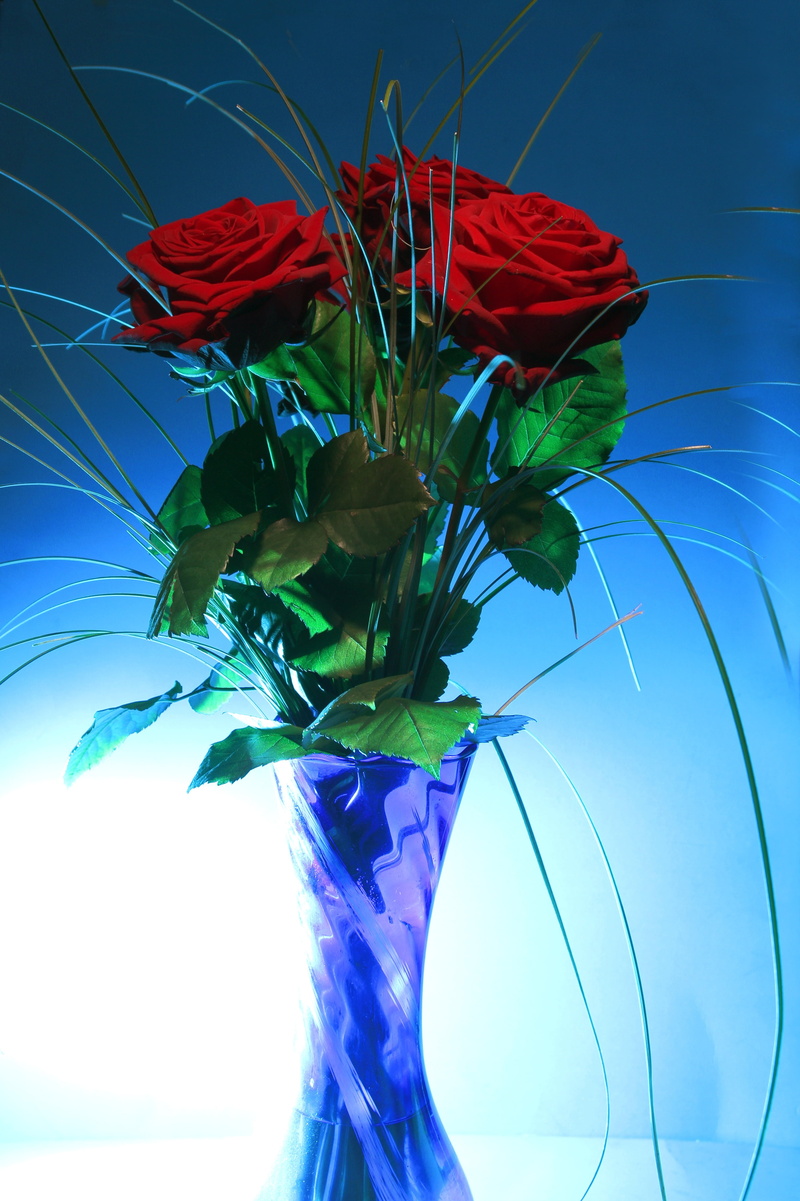 nature, salmon, inflorescence, rose blooms, bouquet, rose, outdoors, back light, flowering plant, plant part, flower arrangement, beauty in nature, flower head