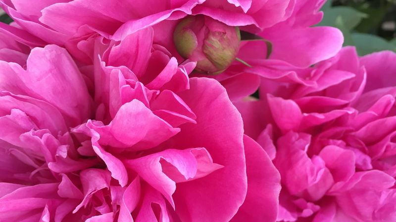bunch of flowers, floribunda, growth, rose family, nature, pink, pink flower, peony, lilac, bouquet, inflorescence, petal, plant, fragility, magenta, rose