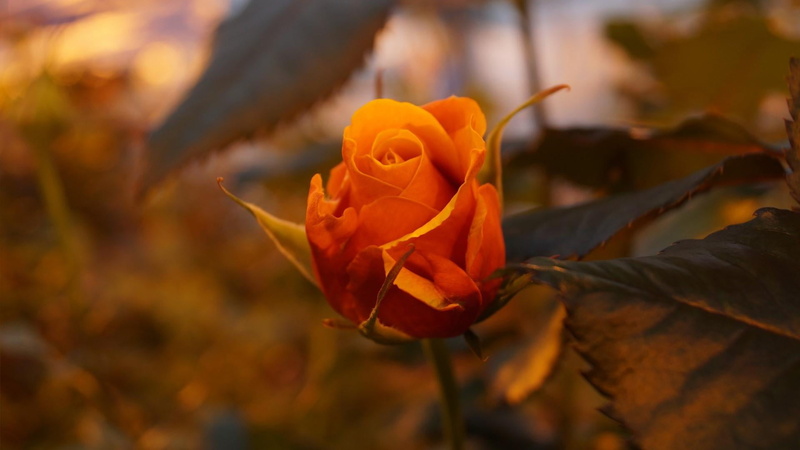 vulnerability, fragility, inflorescence, outdoors, plant part, flowering plant, leaf, focus on foreground, orange, flower, freshness, flora, no people