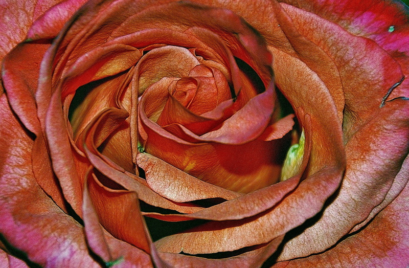 Flora, flower head, photo, Rose Family, tender, vulnerability, flower arrangement, love, beauty in nature, family, flowering plant, colours, macro, freshness