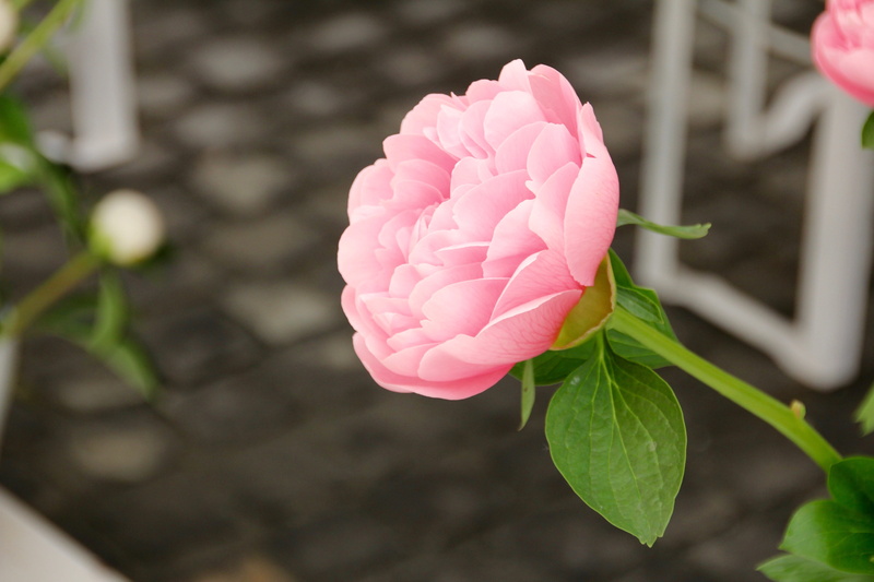 petal, state garden show, vulnerability, beauty in nature, plant, rosenstock, rose family, bayreuth, flower head, fragility, day, 5K, growth, no people