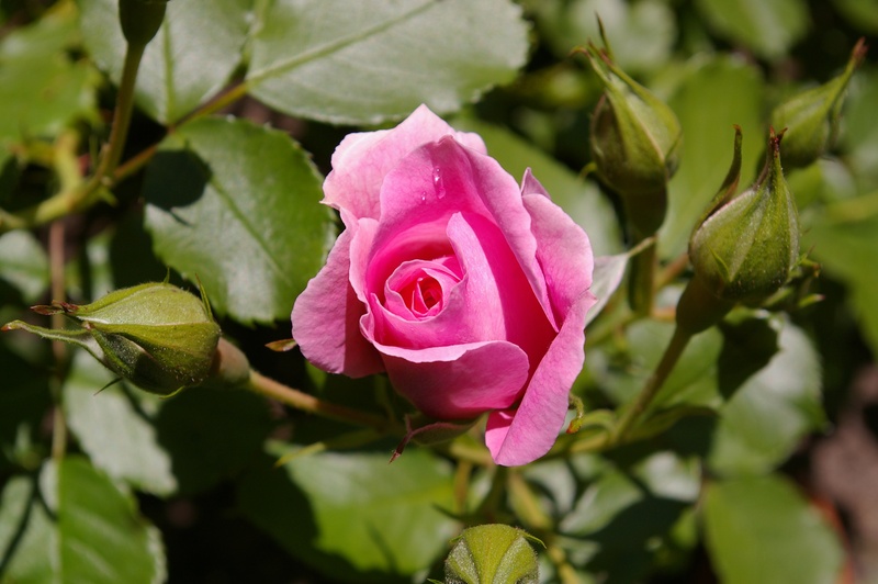 birthday flowers, growth, rose family, petals, garden, beauty in nature, rose blooms, rose garden, plant, flora, fragility, rose, flowering plant, love