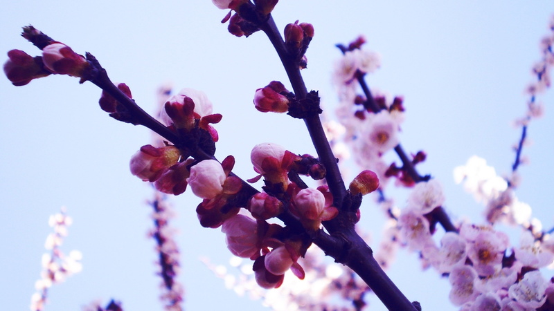 blossom, Buds, Spring, Cherry, Flowers, Petals, pink, cheery, 2K, Twigs