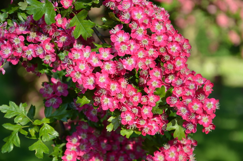 flowers, botany, blossom, green, white, no people, close-up, inflorescence, beauty in nature, floral, bunch of flowers, fragility, environment, plant part