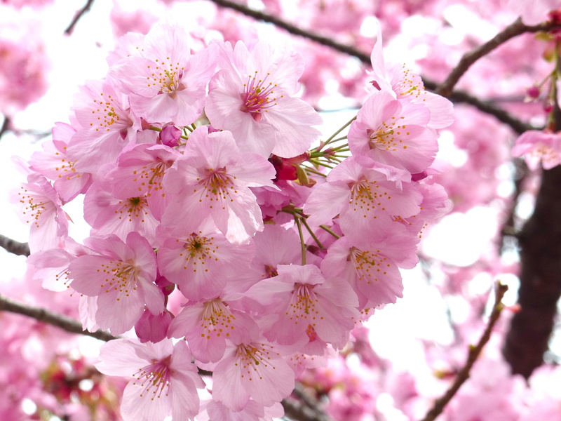 tree, cherry blossom, close-up, plant, cherry tree, leaf, branch, 2K, pink, freshness, no people, season, spring, white, inflorescence, japan, plum blossom