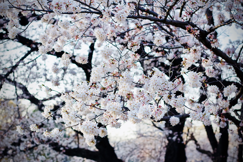 beauty in nature, freshness, orchard, blossom, springtime, low angle view, vulnerability, plum blossom, 5K, shallow, fragility, white, outdoors, branch