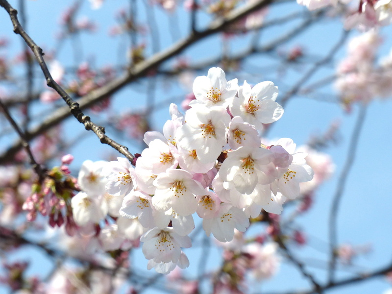 season, Spring, beauty in nature, petal, Sky, blooming, close-up, tree, japan, flower, vulnerability, Blossom, flower head, springtime, no people, cherry blossom