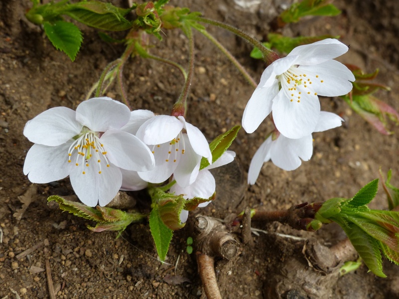 no people, season, softness, beauty in nature, leaf, inflorescence, white color, sky, close-up, freshness, springtime, flower, fragility, botany, petal