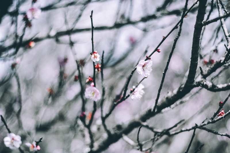 no people, cheery, summer, red, twig, growth, day, photography, pink, blossom, focus, tranquility, background, winter, snowing, coniferous tree, tree, outdoors