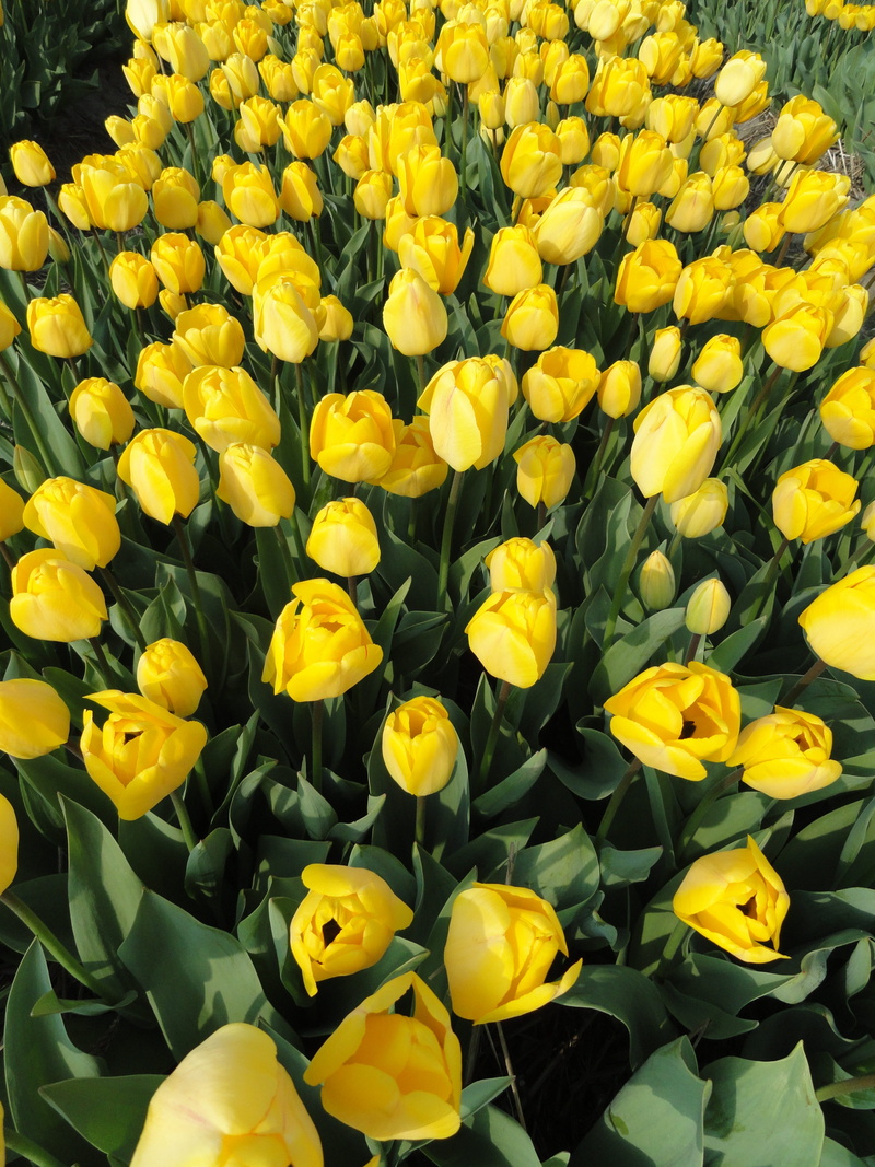 yellow, close-up, floral, flowering plant, no people, colorful, vulnerability, beauty in nature, flower head, flower, blossoms, plants, flowers, freshness