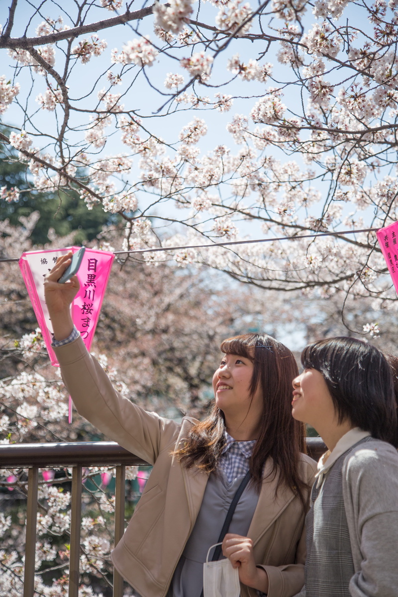 plant, front view, leisure activity, people, sakura, girls, cherry tree, young women, nature, hairstyle, cherry blossom, cheery blossom, adult, real people