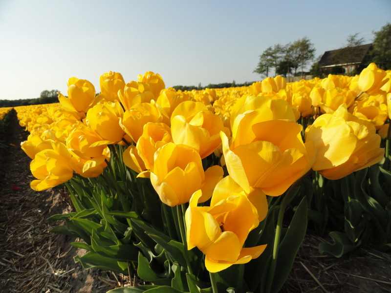 bulbs, field, flower arrangement, close-up, growth, freshness, colorful, inflorescence, bright, cheery, tulips, flower, blooms, flowers, sky, beauty in nature