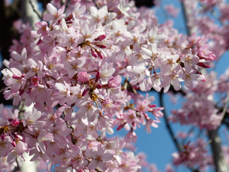 pink color, cheery blossom, freshness, fragility, blooming, close-up, spring, leaf, season, pink, tree, nature, flower, flower head, blossom, white, outdoors