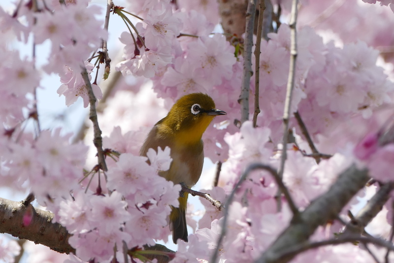 outdoors, blossom, vertebrate, day, cheery-blossom, beauty in nature, japanese white-eye, no people, animals in the wild, nature, flowering plant, tree