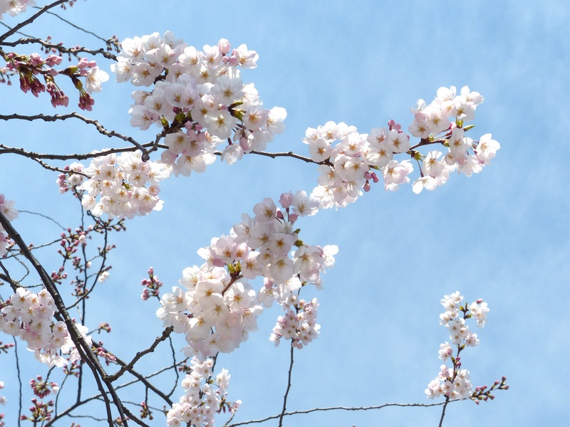 cherry blossom, sakura, bright, flower head, flower, nature, petal, leaf, japan, bunch of flowers, 2K, tree, day, springtime, branch, low angle view, white color