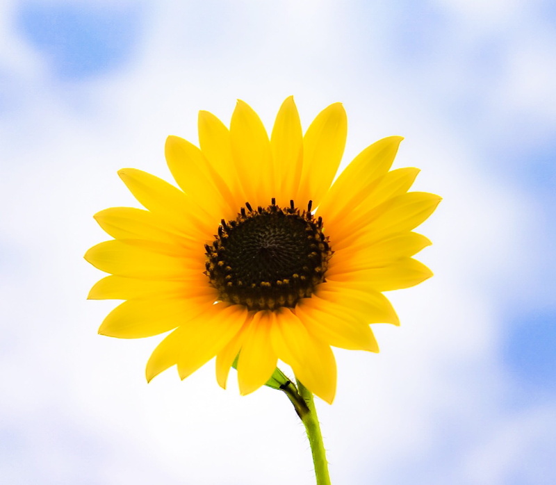 flower head, decorate, isolated, vulnerability, beautiful, floral, background, yellow, field, purity, cheery, blue, beauty in nature, grow, pollen, vase