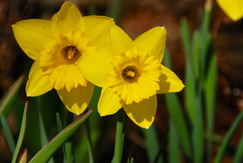 gardening, flower head, 2K, focus on foreground, cheery, no people, inflorescence, fragility, petal, Yellow, flowering plant, nature, decorative, vulnerability